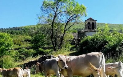 Presentación de resultados de OPTIBOVIS, el proyecto para optimizar la producción de vacas nodrizas en La Jacetania